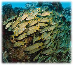 See tropical fish on your scuba diving adventure!
