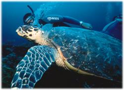 Diving with the turtles on your Caribbean dive vacation!